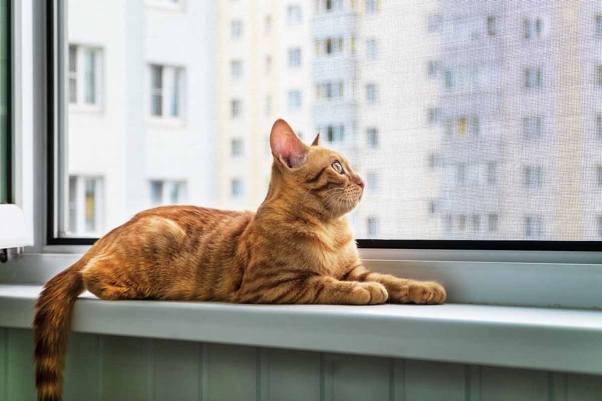 Adana Kedi Sinekliği | Kapı ve Pencere Sineklik Sistemleri